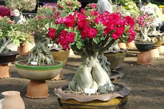 Tanaman Hias Adenium