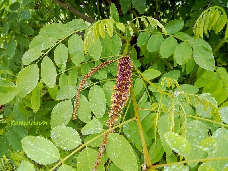 Аморфа кустарниковая (Amorpha fruticosa)