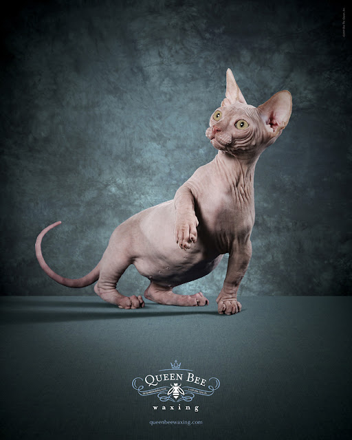 funny animal ads