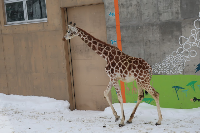 北海道　旭川　旭山動物園