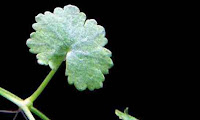 Hydrocotyle Sibthorpioides