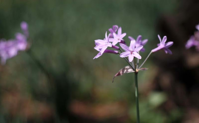 Society Garlic Flowers Pictures