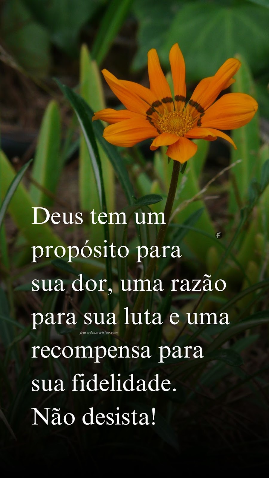 Deus tem um propósito para sua dor, uma razão para sua luta e uma recompensa para sua fidelidade. Não desista!