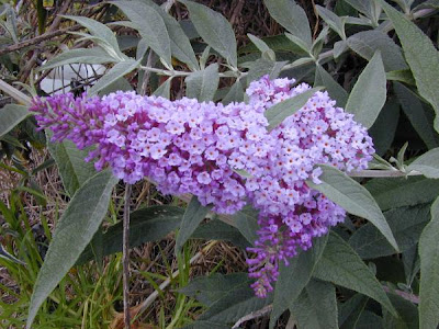 Gli sciroppi d'estate: Blütensirup vom Sommerflieder