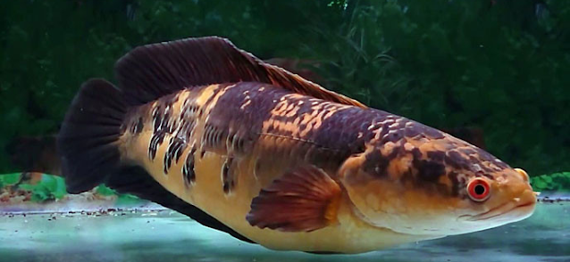 10 jenis ikan channa termahal Channa Marulioides