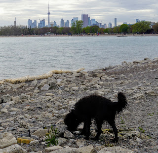 Toronto Beaches and Toronto Skyline