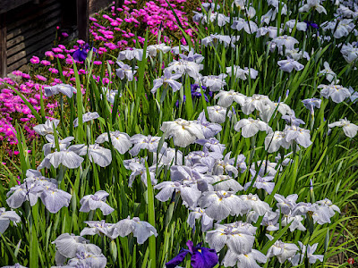 Hanashobu (iris) flowers:  Kaizo-ji