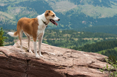 Shrine Mountain Trail