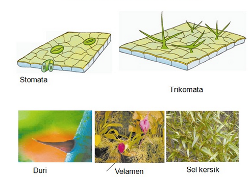 Jaringan Epidermis Tumbuhan - Smansa Edu