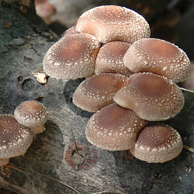 Shittake Mushroom Seed Supplier in Chennai