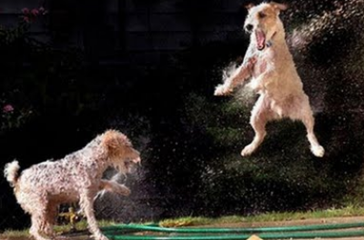 dogs playing in water sprinklers