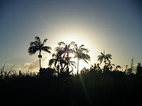 Beautiful sunrise behind palm trees