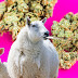 Sheep Eating Cannabis!