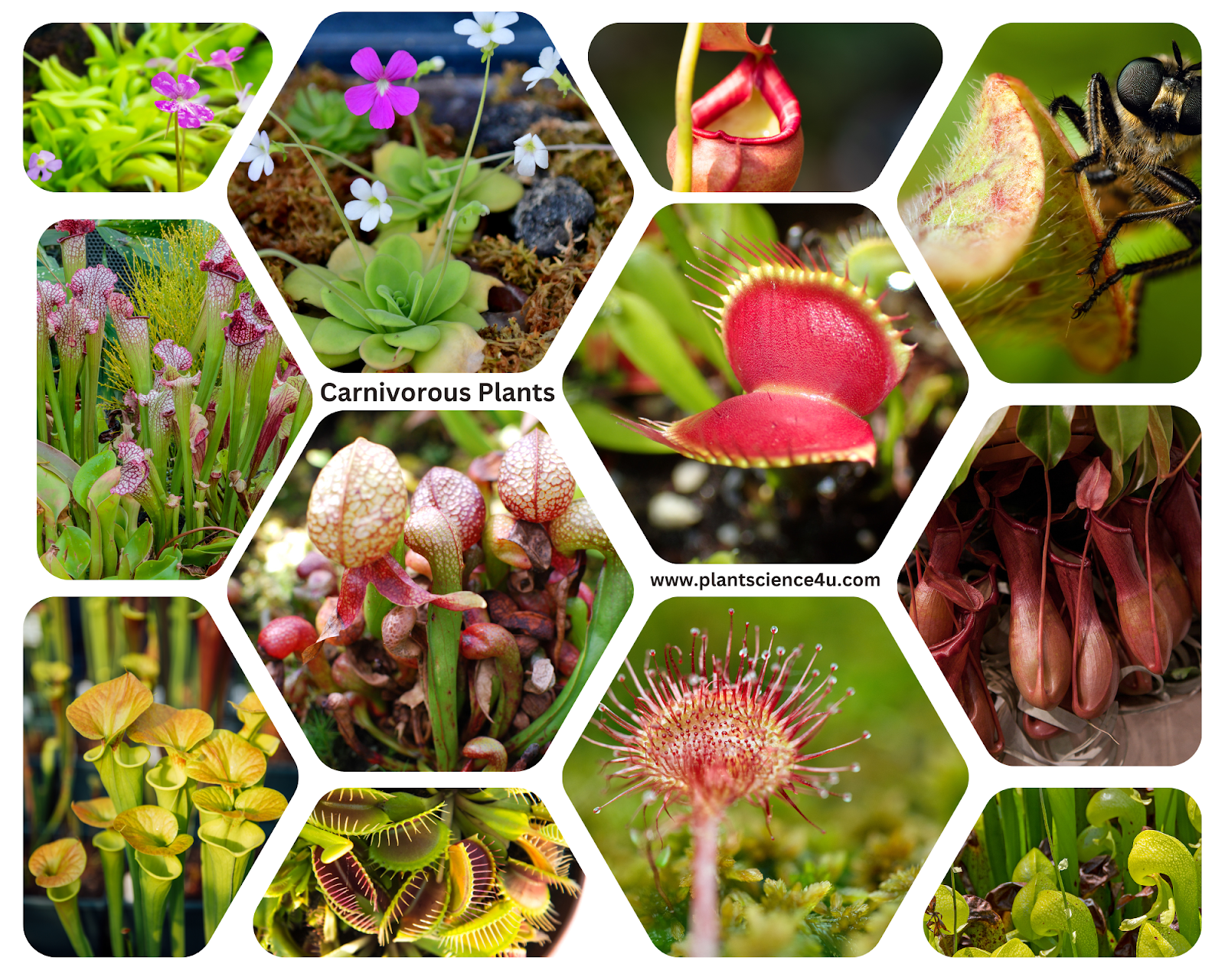 plant examples