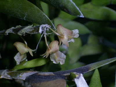 Dendrobium nathanielis care and culture