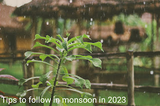 Top tips you should follow in Monsoon in 2023