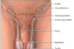 Gangguan Pada Testis