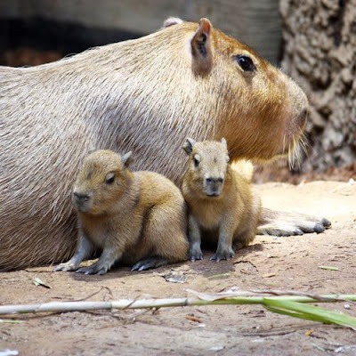 Capybara