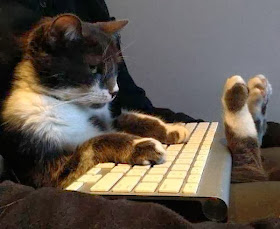 Funny cats - part 89 (40 pics + 10 gifs), cat sits like human with keyboard on his lap