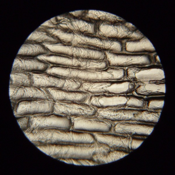 Cellule Vegetali