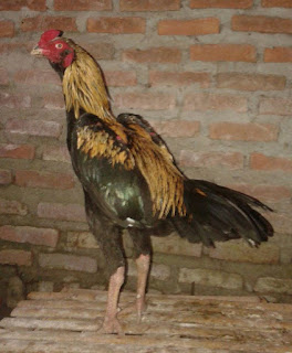 AYAM PETARUNG BURMA, AYAM ADU TERBARU, JUAL AYAM BANGKOK TERBARU, PETERNAKAN AYAM BURMA, AYAM PAKHOY, JENIS AYAM ADU TERBARU, AYAM BANGKOK BURMA TERBARU, AYAM PETARUNG MURAH, JUAL AYAM BANGKOK MURAH, AYAM ADU BURMA, PETERNAKAN AYAM ADUAN, PETERNAKAN AYAM PETARUNG, PETERNAKAN AYAM BANGKOK GARUT