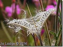 IMG_7362