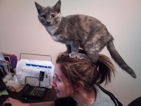 funny cat pictures, cat on head