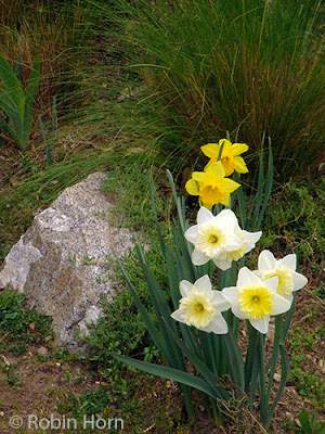 Native Grasses with Daffodils