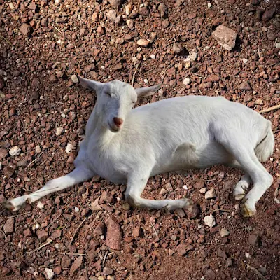 kaki kambing kaku