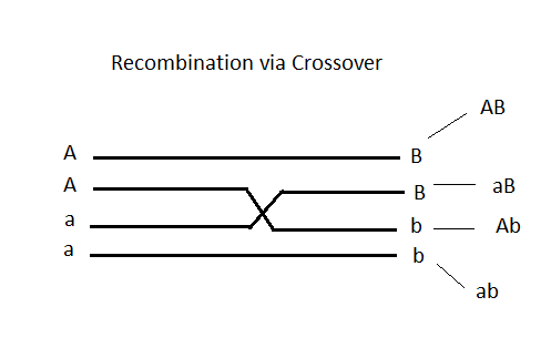 With linked genes, crossing &