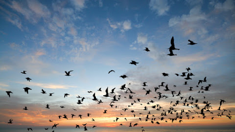 Bird over sea on Morning time