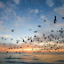 Bird over sea on Morning time