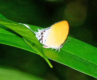 Branded Imperial (Eooxylides tharis