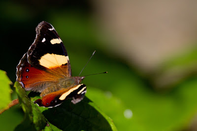Yellow Admiral - Vanessa itea