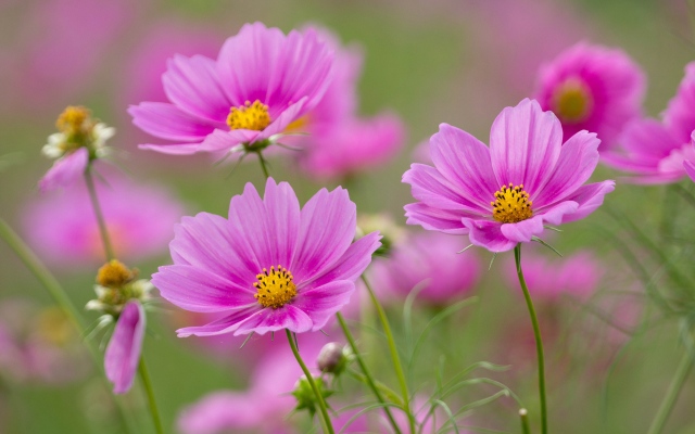 Beautiful Pictures Of Flowers