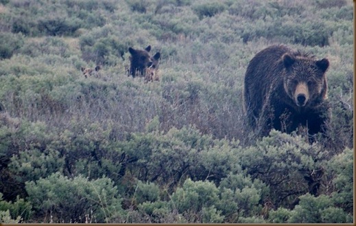 Grizzly in YNP
