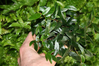 ficus punctata