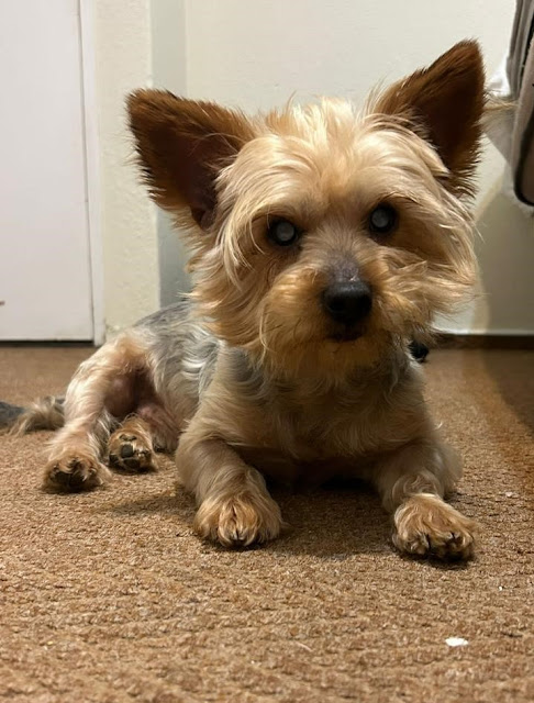 Zack 6 year old male Yorkshire Terrier