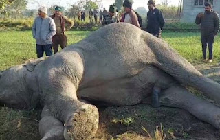 Tuskar elephant found dead in doiwala