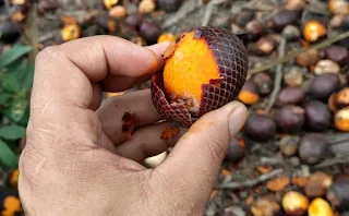 Doce de Buriti por Walisson Pinheiro Pereira