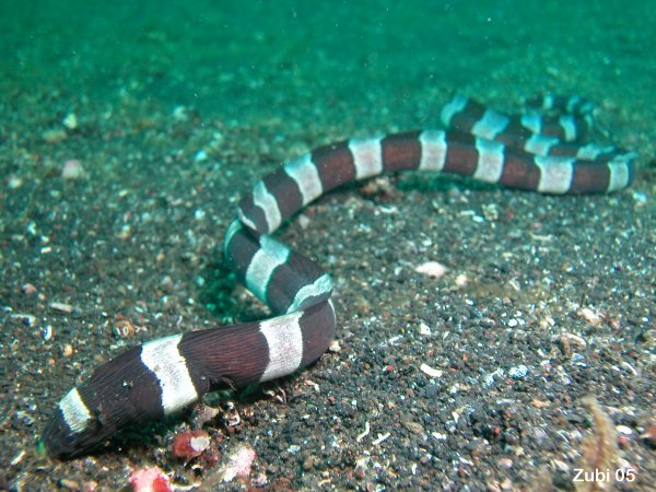 Myrichthys columbrinus2 Amazing Colorful Snakes   Most Beautiful Venomous Snakes of the World