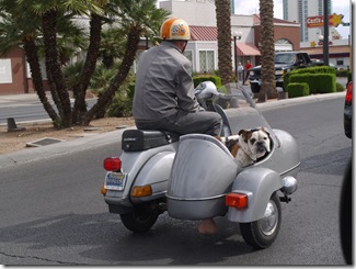 Look at this oke on his Vespa. Classic look at the bulldogs balls and his glasses. This was in peak traffic on the Strip.