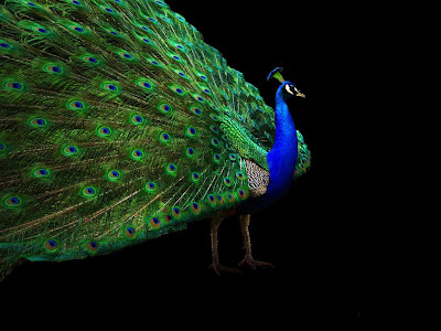 Indian Blue Peacock