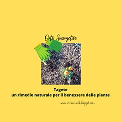 Coltivazione-sinergico e-tagete-un-rimedio-naturale-per-proteggere-il-giardino-e-l-orto-dalle-infestazioni-e-proprietà-generali