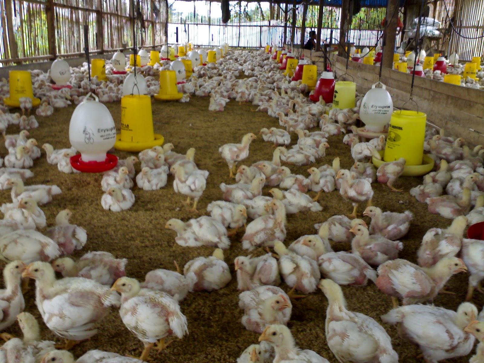 Panduan Lengkap Cara Berbudidaya Ayam  Potong Broiler 