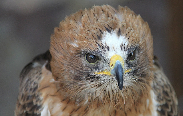 Águila Calzada