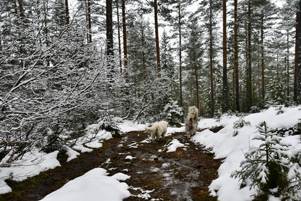 skautur i vinterland