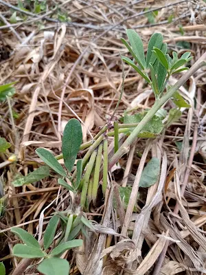 Indigo platanillo - Indigofera miniata