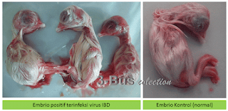 Perbedaan PA embrio yang terinfeksi virus IBD dan kontrol