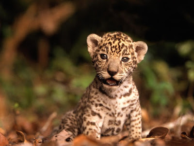 Jaguar on Ci  Ncias Da Natureza  Conheces Este Animal    Jaguar